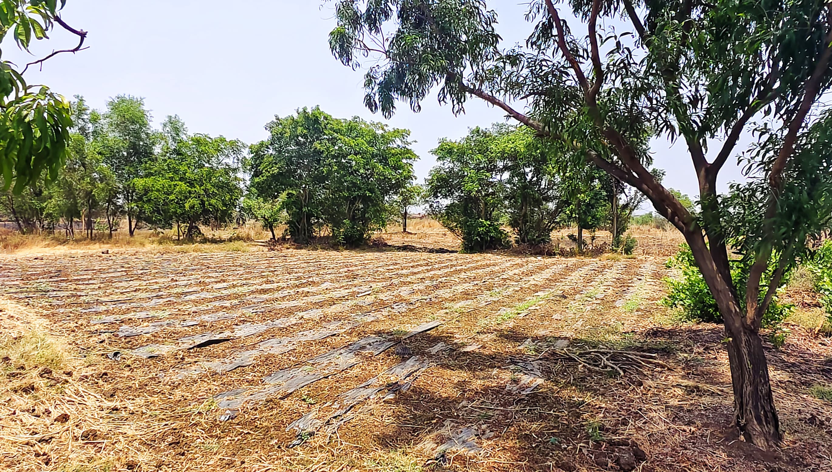 The Mango Farm Plots for sale Surav Tarf Tala, Maharashtra ,